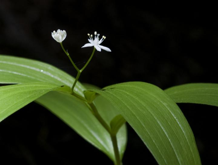 Starry Solomons Seal, Maianthmum stellata.jpg